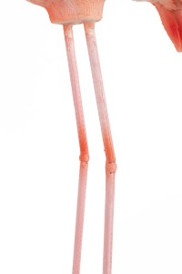 63946_flamingo_road_8.jpg