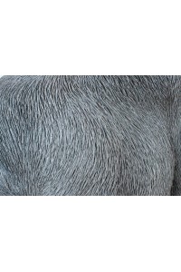 39378_gorilla_xl_76_9.jpg