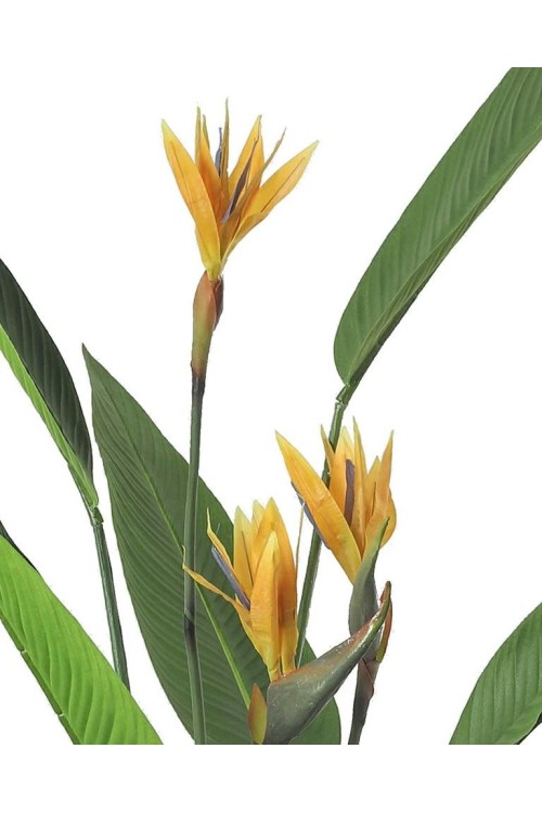 51684_rosilnka1_1.jpg