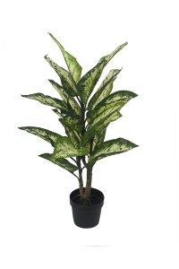 55912_rosilnka3.jpg
