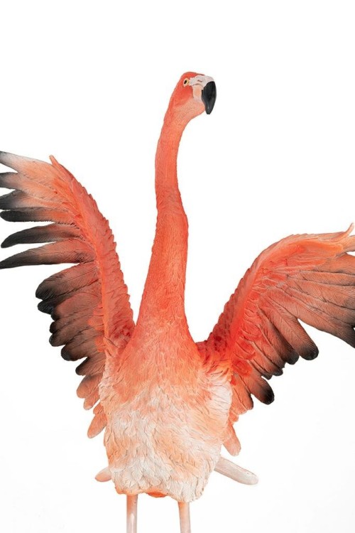 63948_flamingo_road_fly_8.jpg