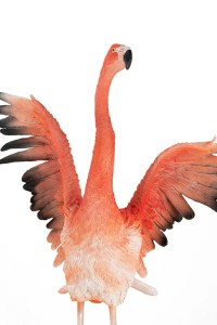 63948_flamingo_road_fly_8.jpg