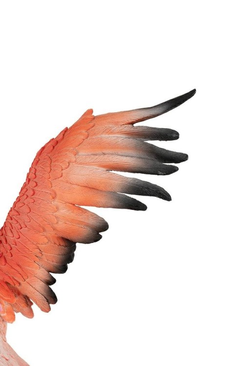 63948_flamingo_road_fly_9.jpg