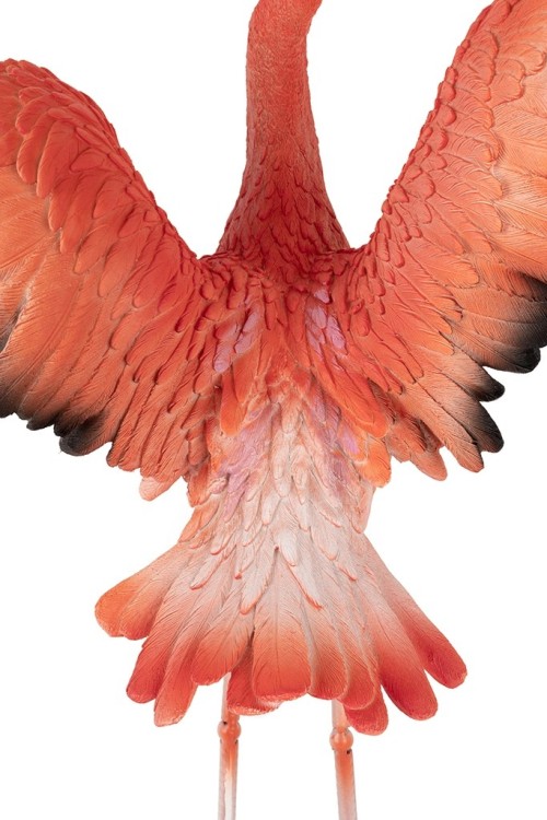 63948_flamingo_road_fly_10.jpg