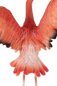 63948_flamingo_road_fly_10.jpg