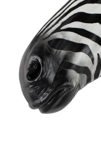 54761_zebra_d%C5%9B_2.jpg