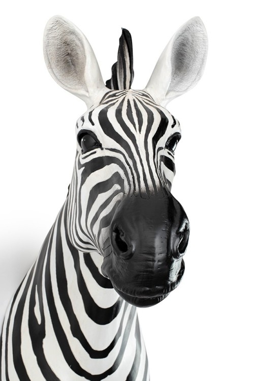 54761_zebra_d%C5%9B_4.jpg