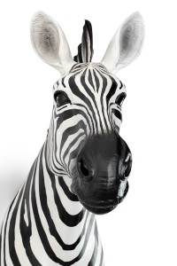 54761_zebra_d%C5%9B_4.jpg